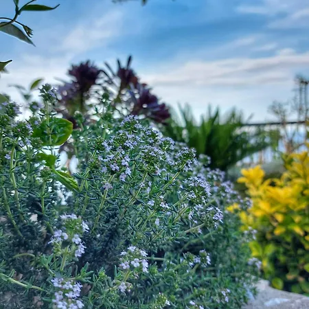 To Giataki Tou Pappou Tsagarada